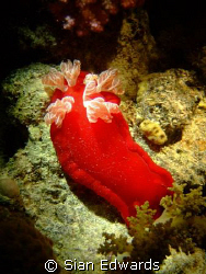 Spanish Dancer in all it's glory! by Sian Edwards 